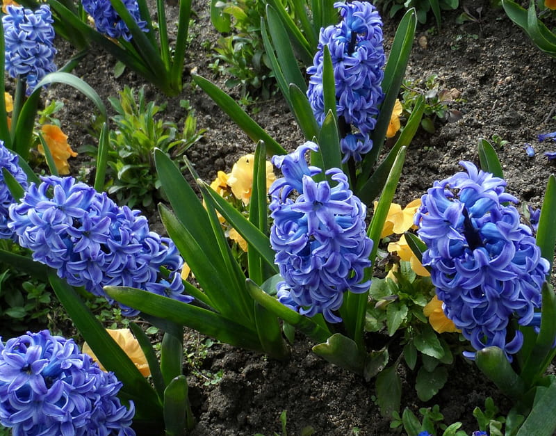 Flor de jacinto, flor, jacinto, naturaleza, azul, Fondo de pantalla HD |  Peakpx