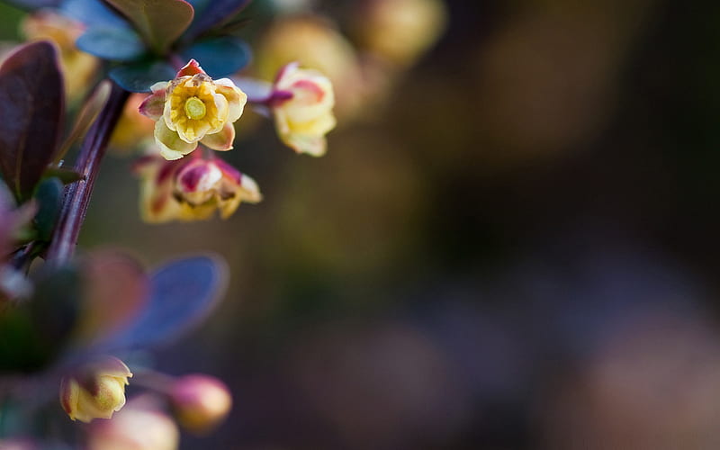 tiny flowers-Flowers, HD wallpaper