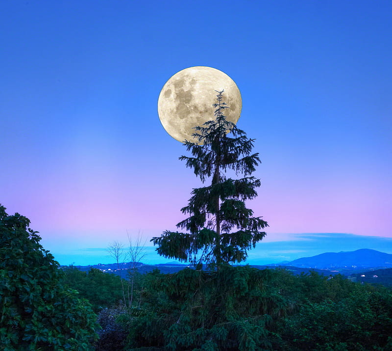 Full Moon, evening, forest, landscape, moon, sumarkov, trees, HD wallpaper