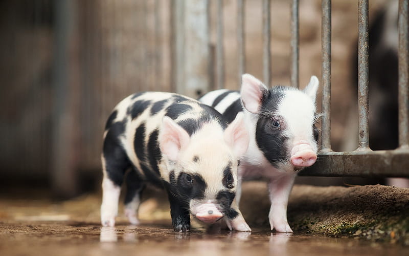 Piglets, spotted pigs, hoofs, pigs, animals, HD wallpaper