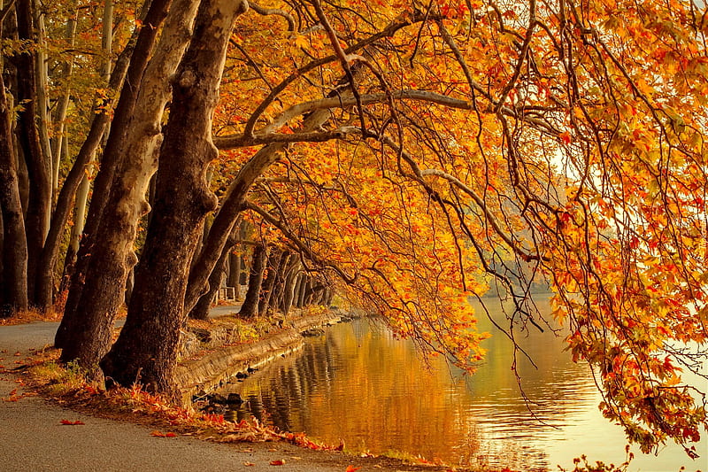Autumn branches, forest, colorful, fall, autumn, orange, bonito, park, foliage, lake, pond, tree, serenity, walk, river, HD wallpaper