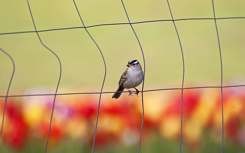 Watching spring, fence, little, bird, colors, spring, wire, watching, HD wallpaper