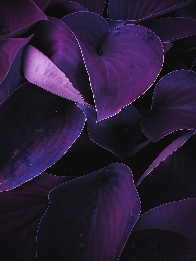 leaves, plant, drops, macro, purple, HD phone wallpaper