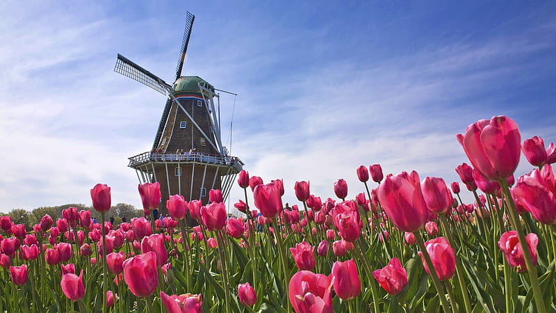 Mill in the Tulip Field (Holland), farm, windmill, tulips, nature, sky, holland, field, HD wallpaper