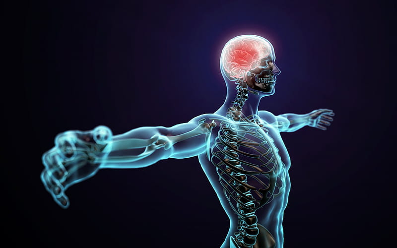 3d person, brain, spine, science, HD wallpaper