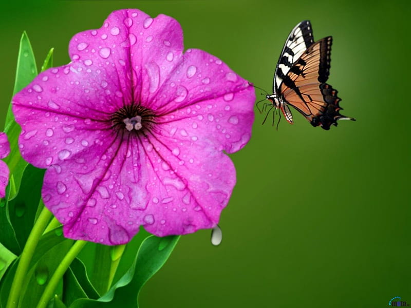 Butterfly on Flower Petunia, butterfly, petunia, flowers, drops, petals, insects, animal, HD wallpaper