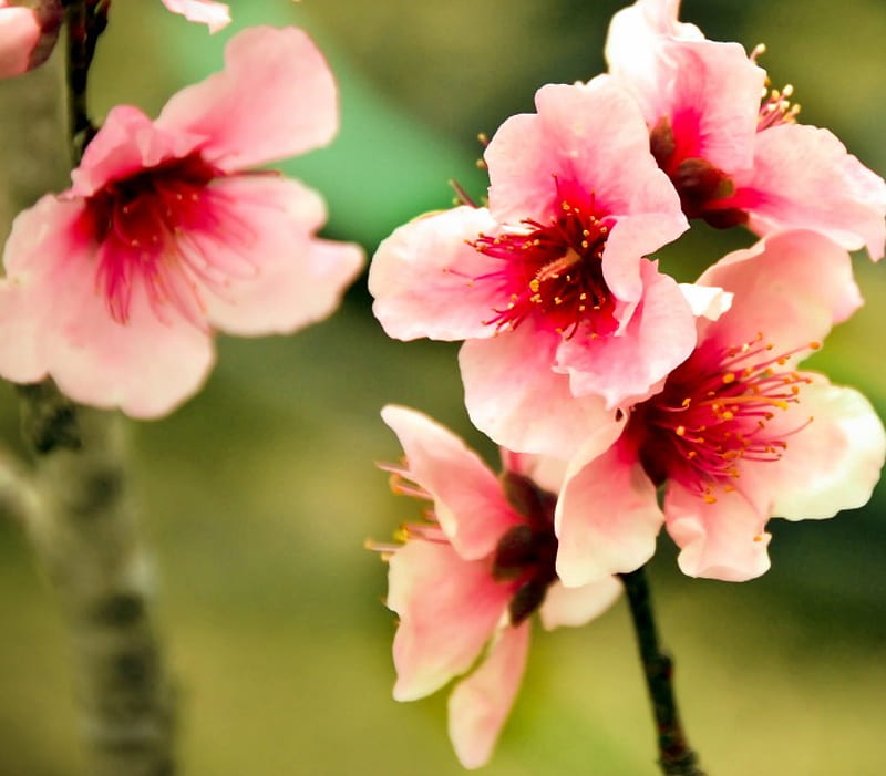 Pink Peach Pod 2, blossoms, flowers, spring, peach, HD wallpaper