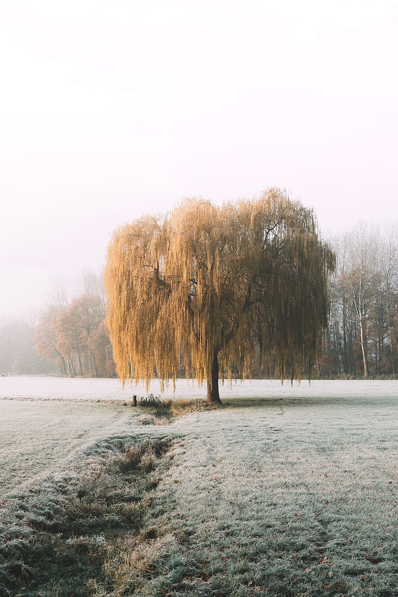 tree, willow, hoarfrost, frost, winter, nature, HD phone wallpaper
