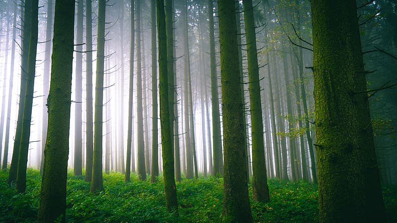 trees, forest, trunks, moss, fog, HD wallpaper
