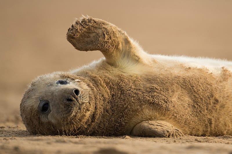 Grey seal pup, Pup, Lincolnshire Wildlife Trust, Donna Nook Nature Reserve, Grey seal, HD wallpaper
