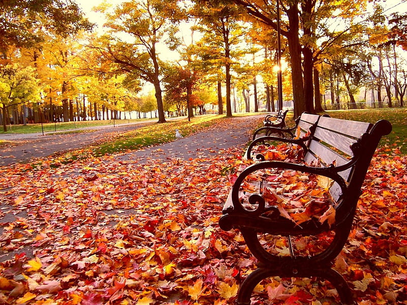 Autum Is Here, fallen, bench, leaves, orange, HD wallpaper