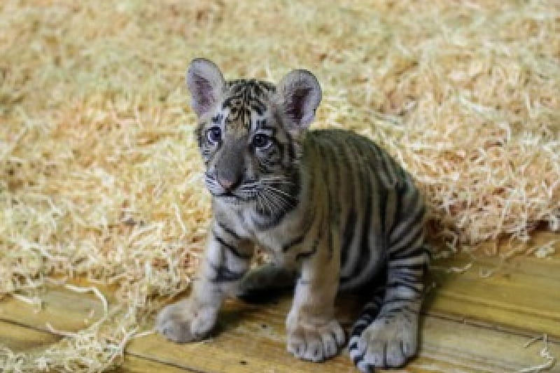 Tiger, pretty, lovely, kitty, bonito, cat, sleeping, cat face, hat ...