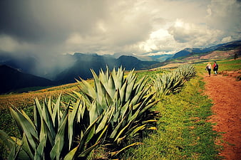 Agave Wallpapers  Top Free Agave Backgrounds  WallpaperAccess