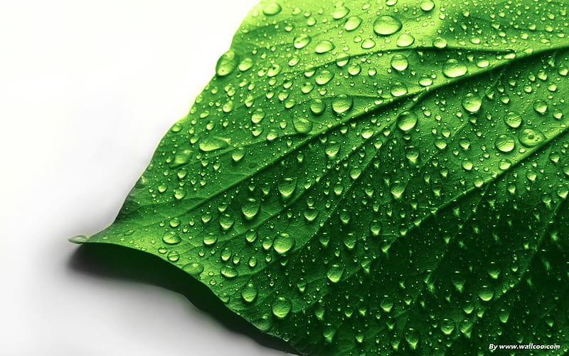 fresh green-refreshing green leaves, HD wallpaper