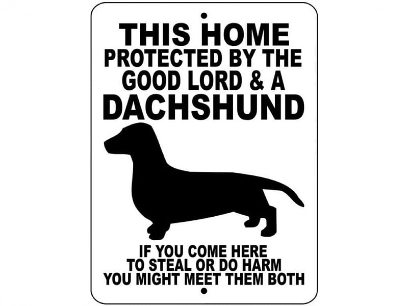 Dachshund, wiener, dashshund, doxie, fun, protect, HD wallpaper