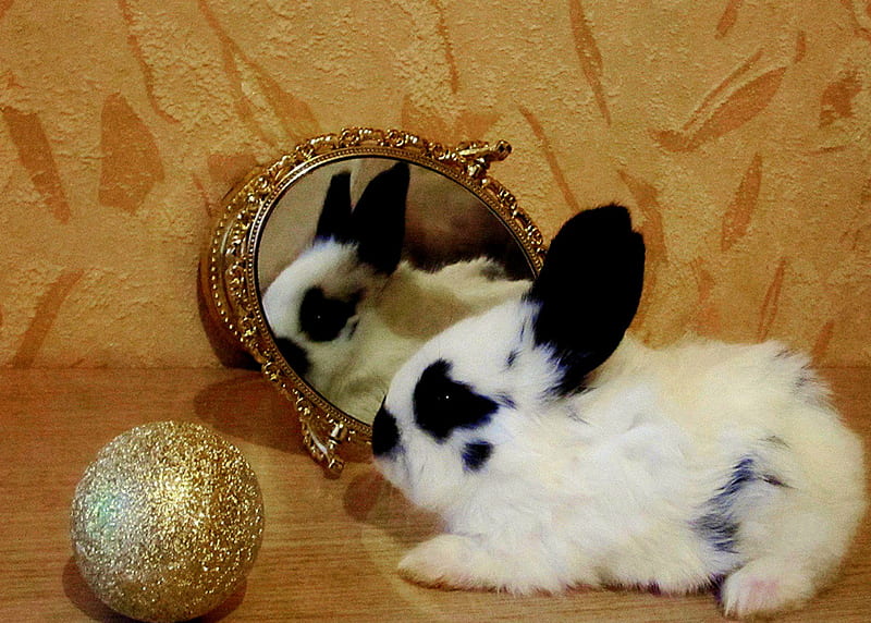 Easter Bunny, gold ball, rabbit, black and white, mirror, bunny, HD wallpaper