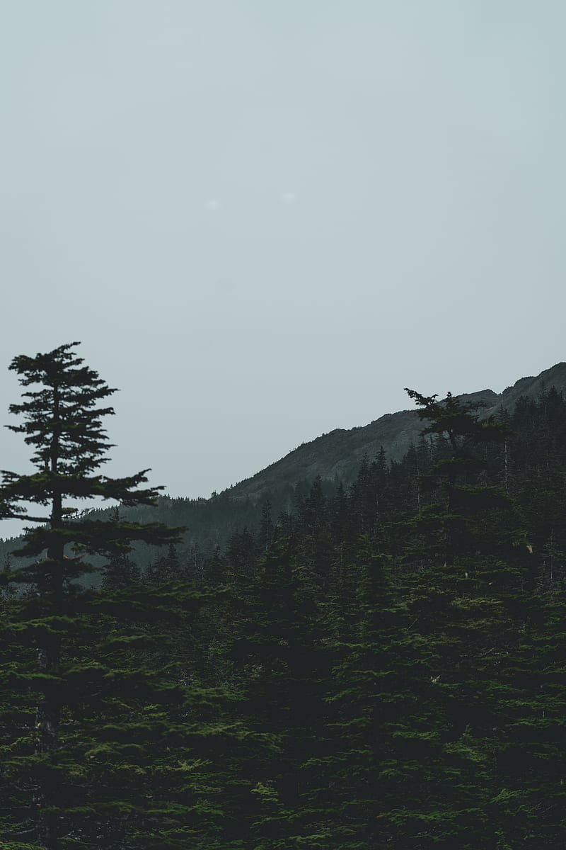 forest, mountains, trees, coniferous, dark, HD phone wallpaper