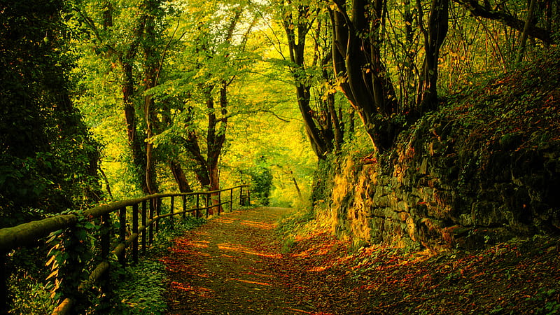 Forest Path, fence, forest, canopy, fall, autumn, trees, wall, foliage, leaves, retaining wall, summer, path, trail, HD wallpaper