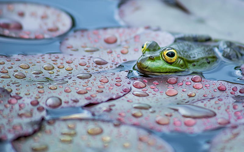 pond, frog, leaves, amphibians, HD wallpaper