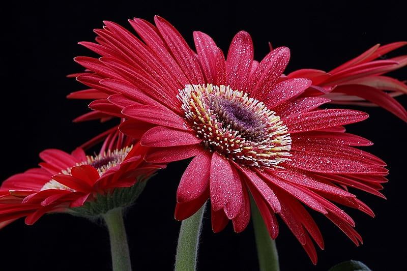 Bonitas gerberas, gerberas, bonitas, flores, Fondo de pantalla HD | Peakpx