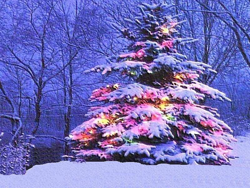 Christmas Rainbow, forest, wintery, christmas, beautifully, rainbow, snowy, lights, tree, decorated, colored, stands, middle, HD wallpaper