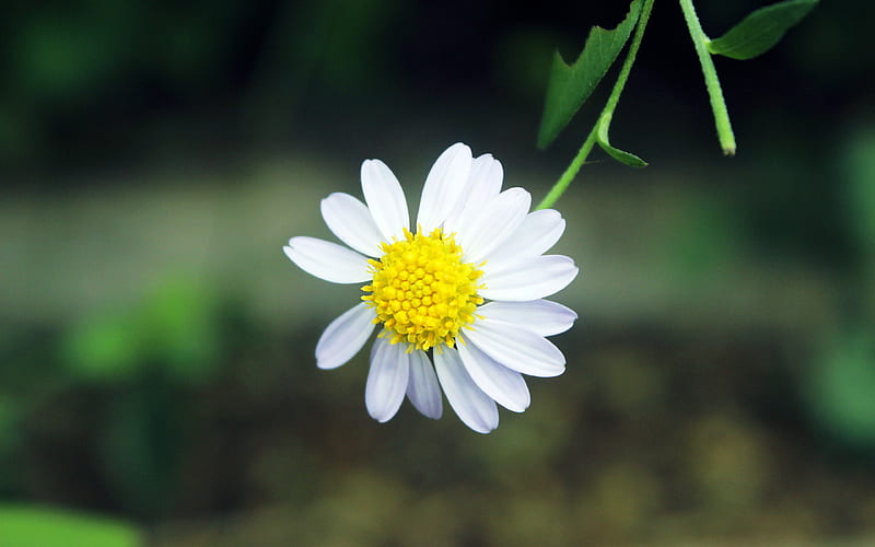 White Small Daisy Flower 2019, HD wallpaper