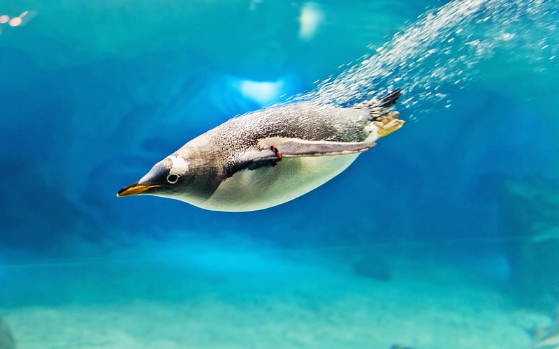 penguin underwater, birds, sea, wildlife, underwater world, Spheniscidae, penguin under water, HD wallpaper