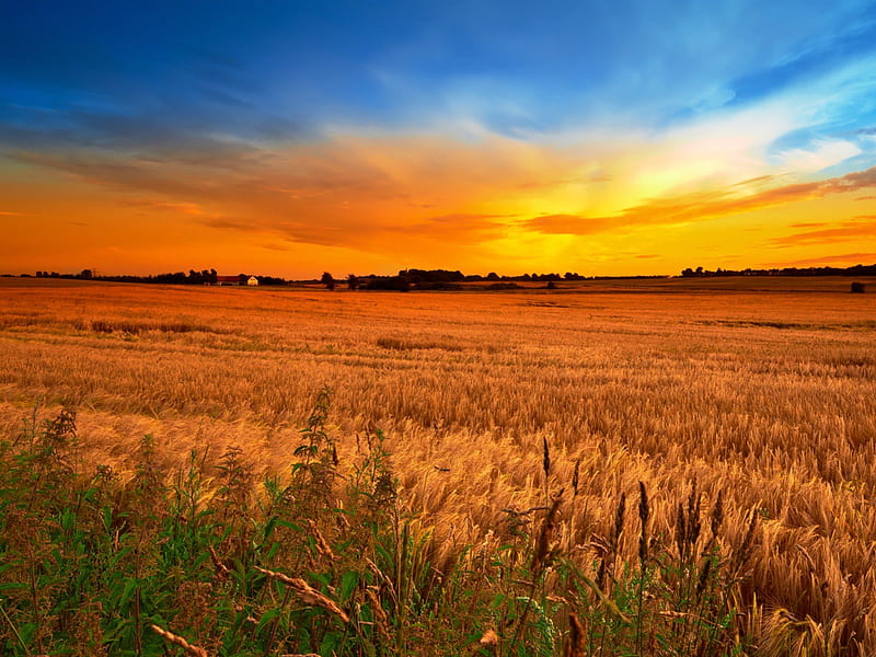 Sunset Wheat Field, architecture, house, wheat, yellow, sunset, sky, clouds, plants, nature, field, blue, HD wallpaper