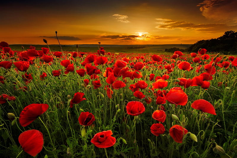 Poppy field at sunset, sunset, field, poppies, flowers, bonito, sky, HD wallpaper