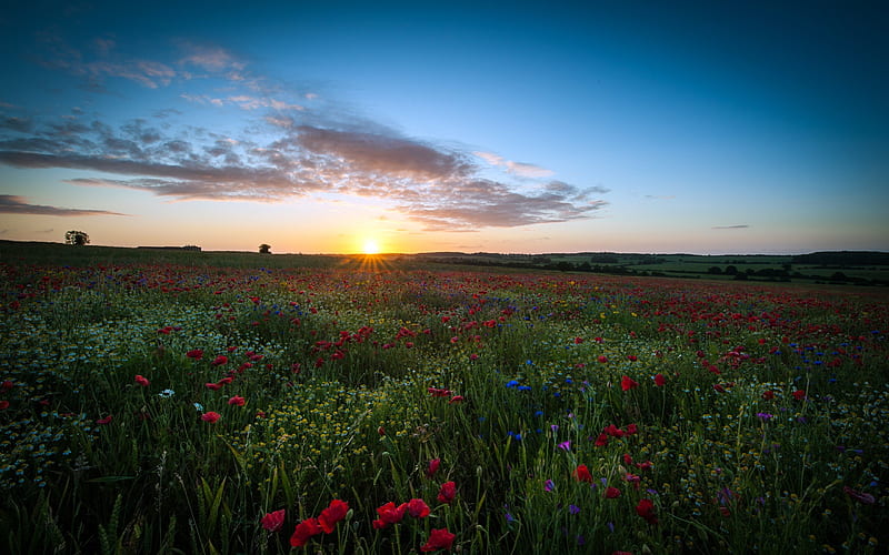 Sunrise Over The Poppy Field, pretty, sun, grass, poppies, sunset, clouds, meadows, sundown, flowers field, splendor, wildflowers, flowers, beauty, sunrise, poppy, lovely, delight, sky, trees, sunrays, rays, sunshine, daisy, landscape, field, colorful, glow, bonito, green, light, amazing, view, sunlight, colors, daisies, tree, poppies field, peaceful, summer, nature, field of flowers, meadow, HD wallpaper