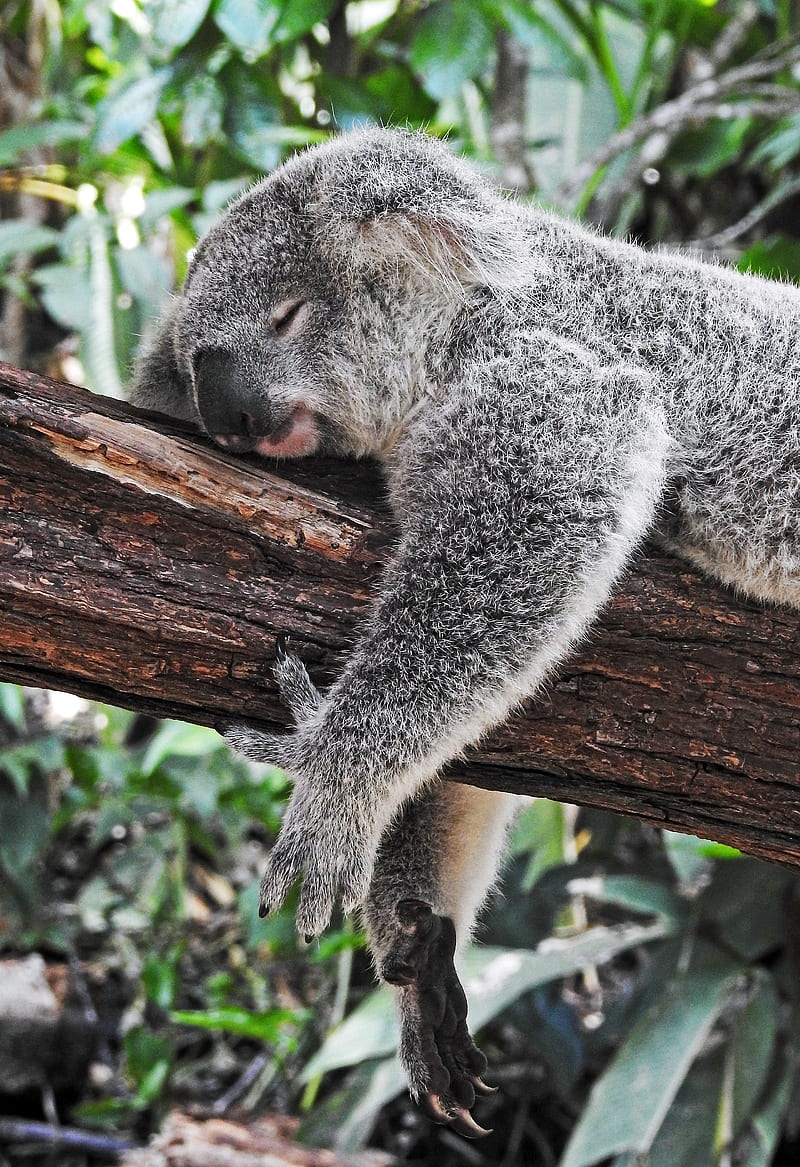 koala bear sleeping on tree, HD phone wallpaper