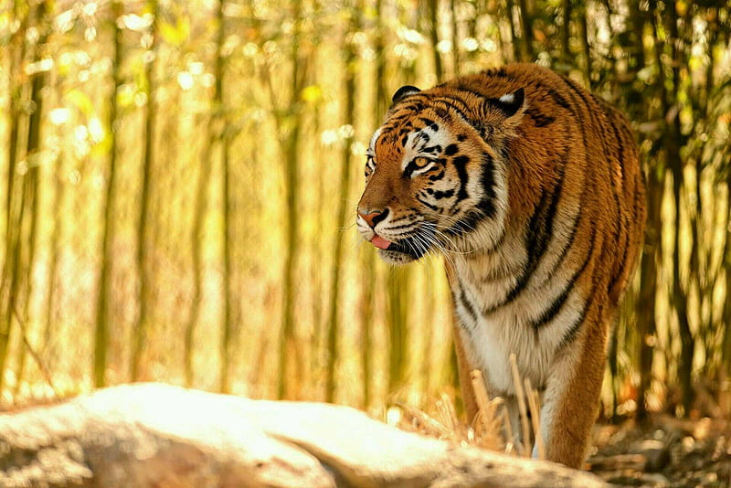 Tiger, nature, forest, animals, HD wallpaper | Peakpx
