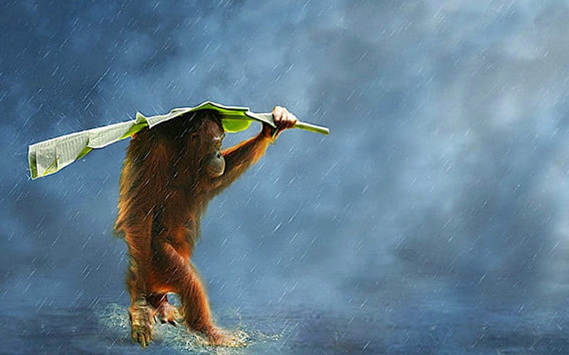 orangutans, water, wind, primates, rain, HD wallpaper