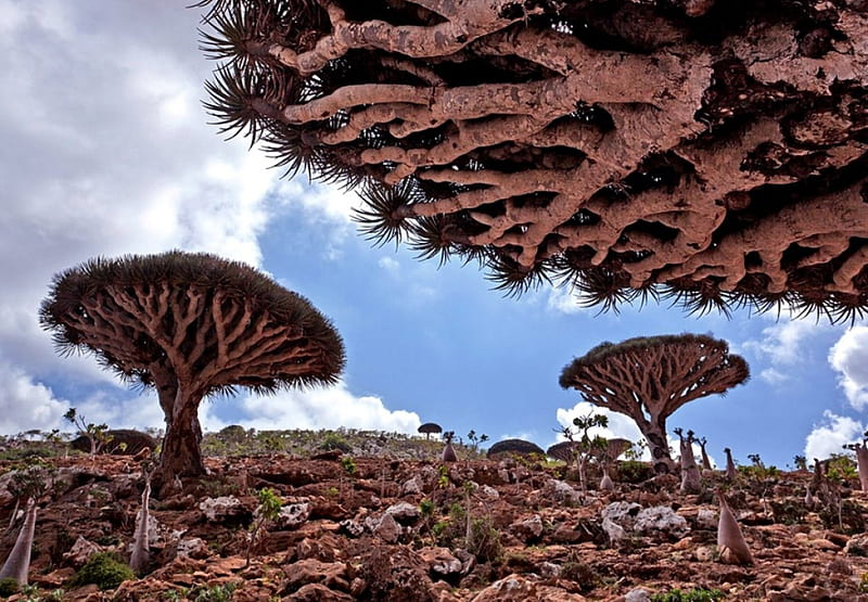 Dragoon Blood Tree, Socotra Island, Yemen, Mountains, Beaches, Plants, Dragoon Blood Tree, Yemen, Forests, Socotra, Nature, HD wallpaper