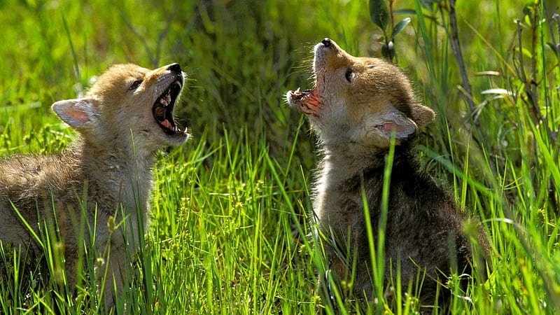 Coyote pups howling, coyote, canidae, canis latran, carnivora, HD ...