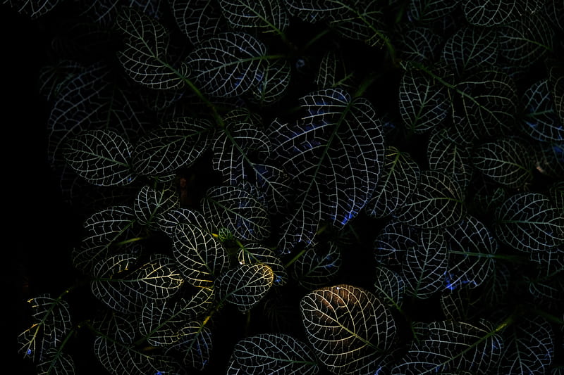 leaves, veins, macro, plant, dark, HD wallpaper
