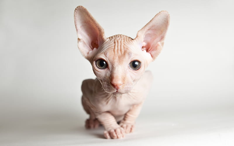 Sphynx cat, Felis catus, homeless cat, pets, cat, big ears, white Sphynx, HD wallpaper
