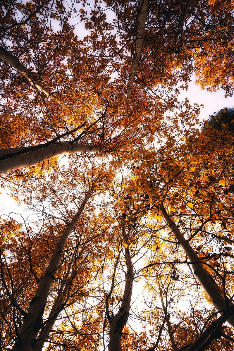 trees, treetops, sky, autumn, HD phone wallpaper