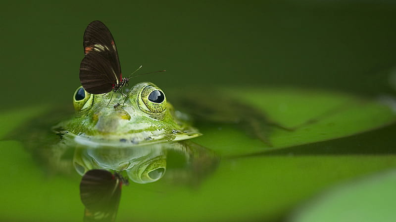 Butterfly Standing On Green Frog Green, HD wallpaper