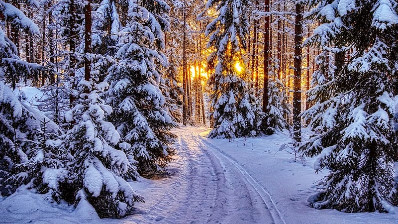 Winter forest, erdo, havas, tel, ut, fenyok, HD wallpaper