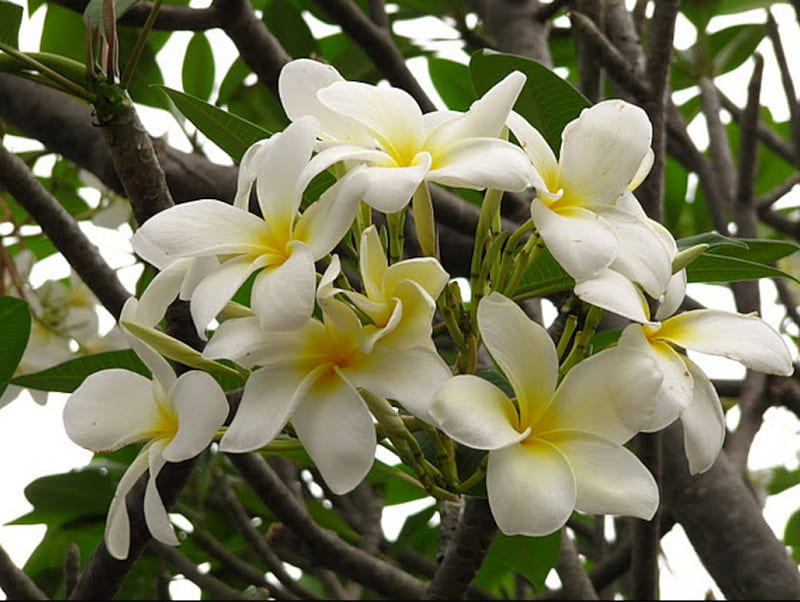 Lovely Plumeria Plumeria Flowers Nature Trees Hd Wallpaper Peakpx