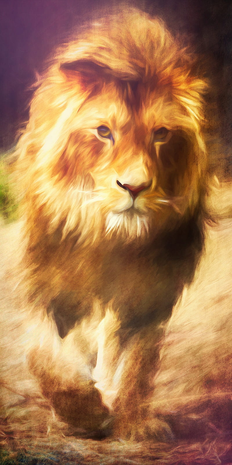 Lion, animals, fearless, HD phone wallpaper | Peakpx