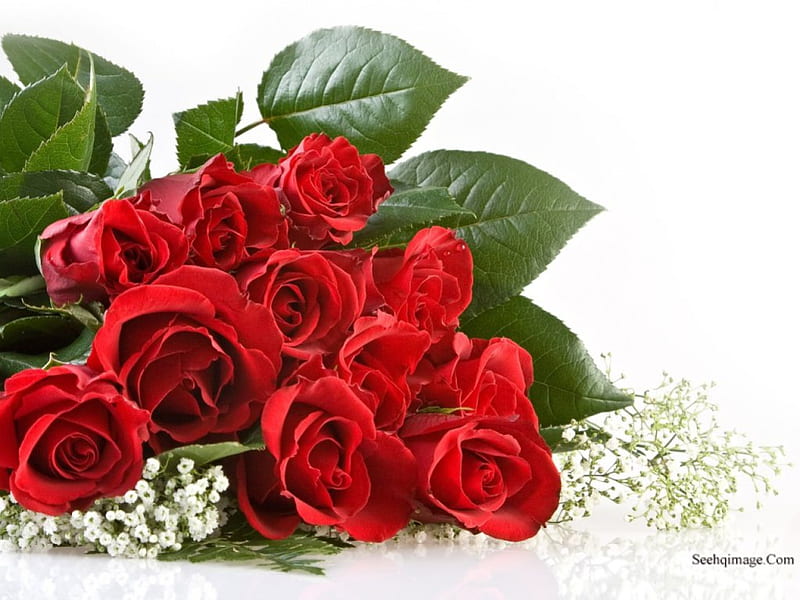 A bundle of roses, flower, special, nice, bonito, HD wallpaper