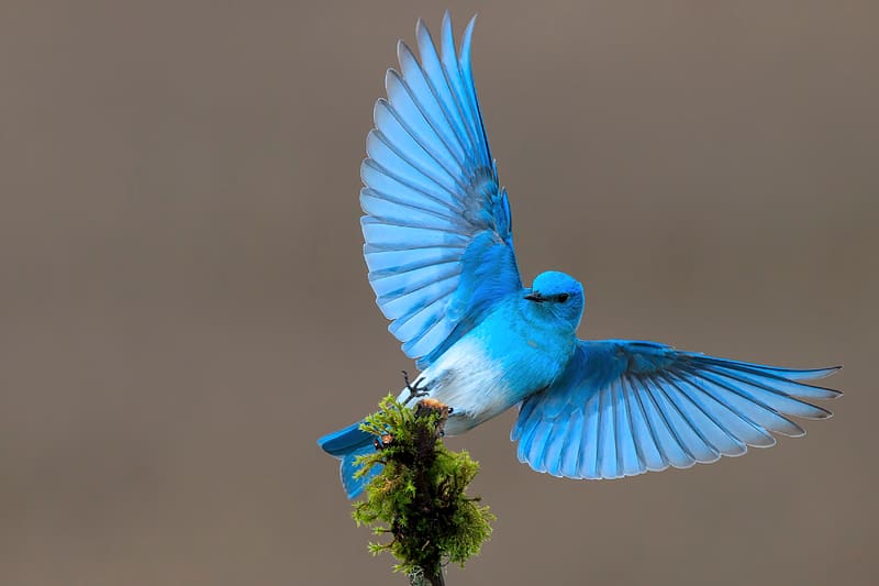 Mountain Bluebird, animal, nature, bird, bluebird, HD wallpaper