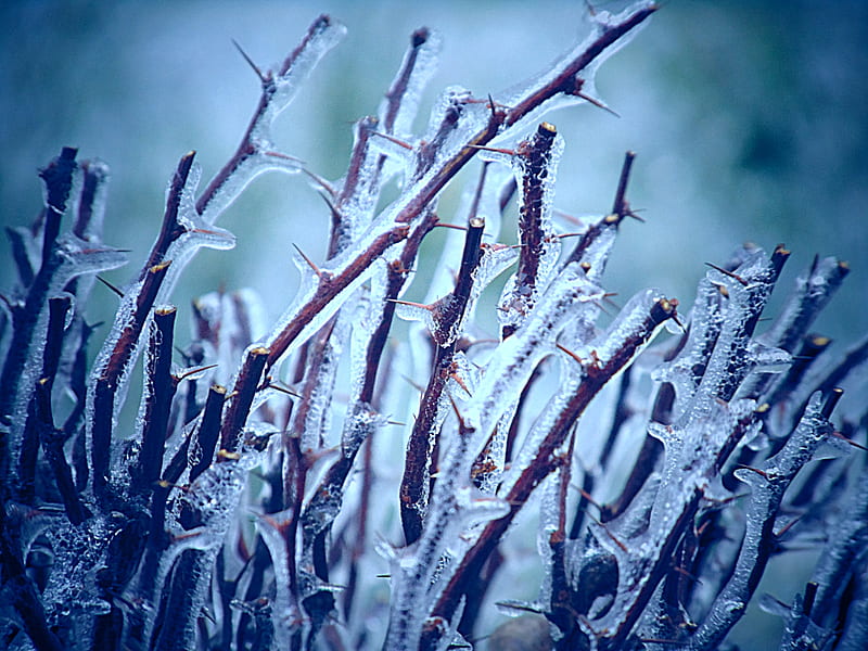 Ice on branches, branch, cold, frozen, ice storm, thorns, HD wallpaper