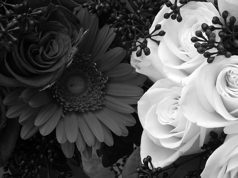 Black&Withe, withe roses, flowers, roses, wall, daisy, HD wallpaper