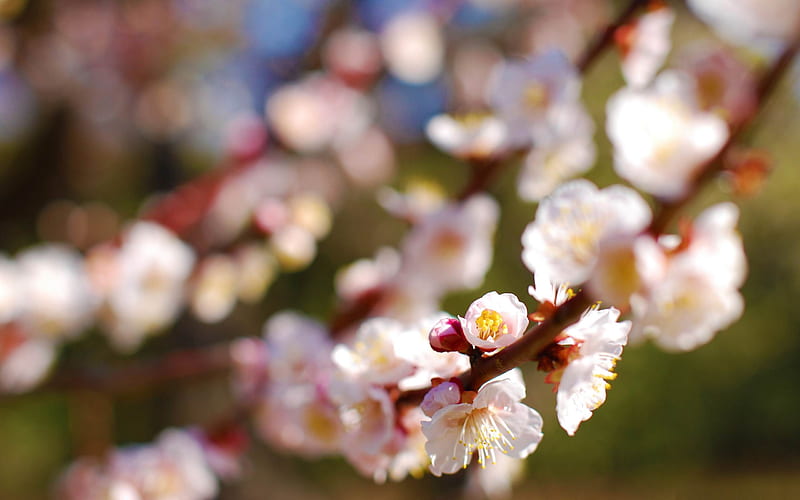 plum tree-beauty spring, HD wallpaper