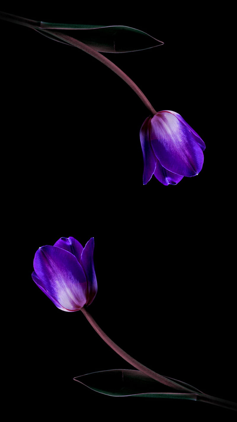 Tulipanes morados, Fondo de pantalla de teléfono HD | Peakpx