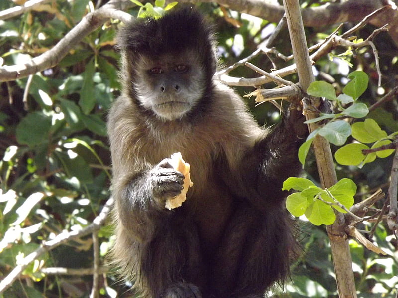 Brown Capuchin Eating A Piece of Bread, Brown Capuchin, Primate, Capuchin, Monkey, HD wallpaper
