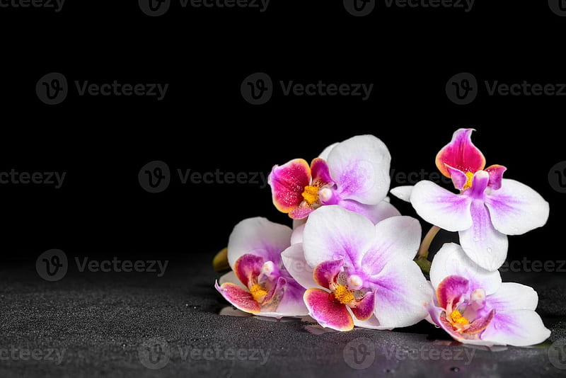 beautiful purple orchid phalaenopsis on black background with dr 1267869 Stock at Vecteezy, HD wallpaper